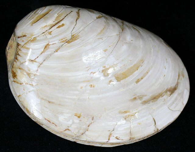 Wide Polished Fossil Clam - Jurassic #21781